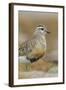 Female Eurasian Dotterel (Charadrius Morinellus) Grampian Mountains, Cairngorms Np, Scotland, UK-Mark Hamblin-Framed Photographic Print