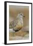 Female Eurasian Dotterel (Charadrius Morinellus) Grampian Mountains, Cairngorms Np, Scotland, UK-Mark Hamblin-Framed Photographic Print