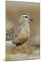 Female Eurasian Dotterel (Charadrius Morinellus) Grampian Mountains, Cairngorms Np, Scotland, UK-Mark Hamblin-Mounted Photographic Print