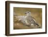 Female Eurasian Dotterel (Charadrius Morinellus) on Upland Plateau of Grampian Mountains, Scotland-Mark Hamblin-Framed Photographic Print