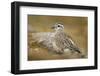 Female Eurasian Dotterel (Charadrius Morinellus) on Upland Plateau of Grampian Mountains, Scotland-Mark Hamblin-Framed Photographic Print