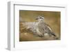 Female Eurasian Dotterel (Charadrius Morinellus) on Upland Plateau of Grampian Mountains, Scotland-Mark Hamblin-Framed Photographic Print