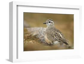 Female Eurasian Dotterel (Charadrius Morinellus) on Upland Plateau of Grampian Mountains, Scotland-Mark Hamblin-Framed Photographic Print