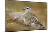 Female Eurasian Dotterel (Charadrius Morinellus) on Upland Plateau of Grampian Mountains, Scotland-Mark Hamblin-Mounted Photographic Print