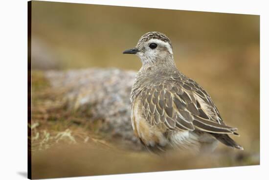 Female Eurasian Dotterel (Charadrius Morinellus) on Upland Plateau of Grampian Mountains, Scotland-Mark Hamblin-Stretched Canvas