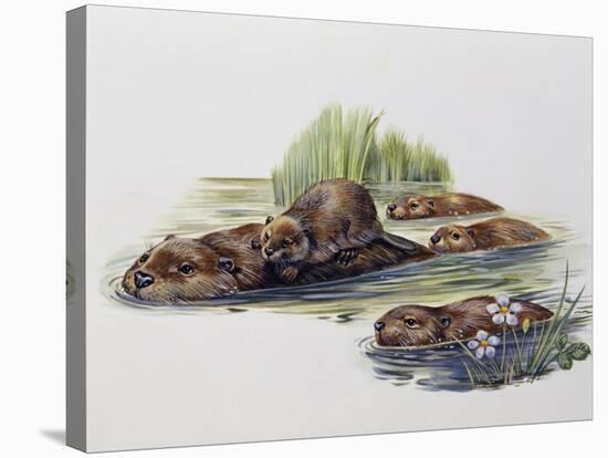 Female European Beaver with Her Pups (Castor Fiber), Castoridae-null-Stretched Canvas