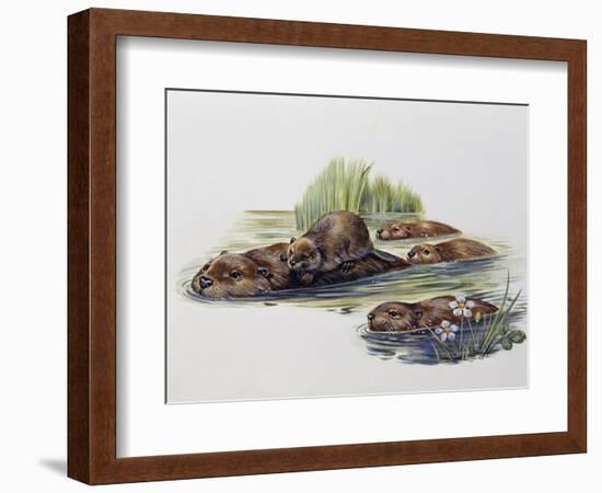 Female European Beaver with Her Pups (Castor Fiber), Castoridae-null-Framed Giclee Print