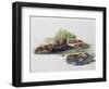 Female European Beaver with Her Pups (Castor Fiber), Castoridae-null-Framed Giclee Print