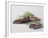 Female European Beaver with Her Pups (Castor Fiber), Castoridae-null-Framed Giclee Print