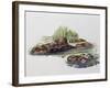 Female European Beaver with Her Pups (Castor Fiber), Castoridae-null-Framed Giclee Print