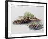 Female European Beaver with Her Pups (Castor Fiber), Castoridae-null-Framed Giclee Print