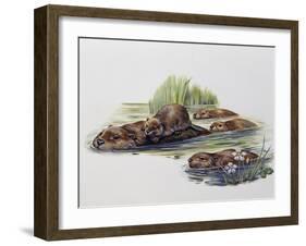 Female European Beaver with Her Pups (Castor Fiber), Castoridae-null-Framed Giclee Print