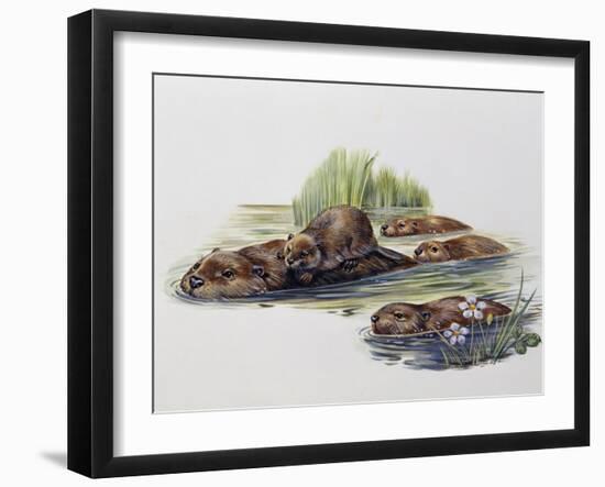 Female European Beaver with Her Pups (Castor Fiber), Castoridae-null-Framed Giclee Print