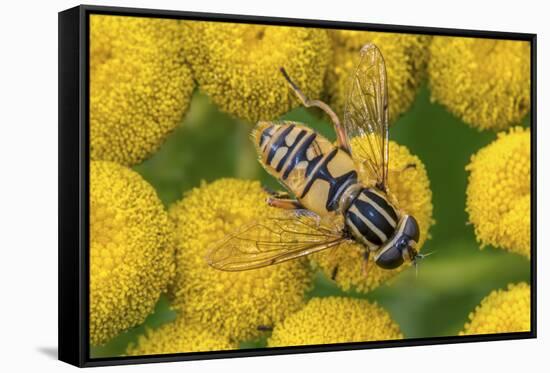 Female European hoverfly pollinating Tansy in flower-Philippe Clement-Framed Stretched Canvas