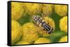 Female European hoverfly pollinating Tansy in flower-Philippe Clement-Framed Stretched Canvas