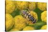 Female European hoverfly pollinating Tansy in flower-Philippe Clement-Stretched Canvas