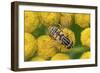 Female European hoverfly pollinating Tansy in flower-Philippe Clement-Framed Photographic Print