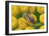 Female European hoverfly pollinating Tansy in flower-Philippe Clement-Framed Photographic Print