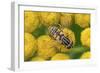 Female European hoverfly pollinating Tansy in flower-Philippe Clement-Framed Photographic Print