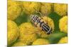 Female European hoverfly pollinating Tansy in flower-Philippe Clement-Mounted Photographic Print