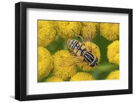 Female European hoverfly pollinating Tansy in flower-Philippe Clement-Framed Photographic Print