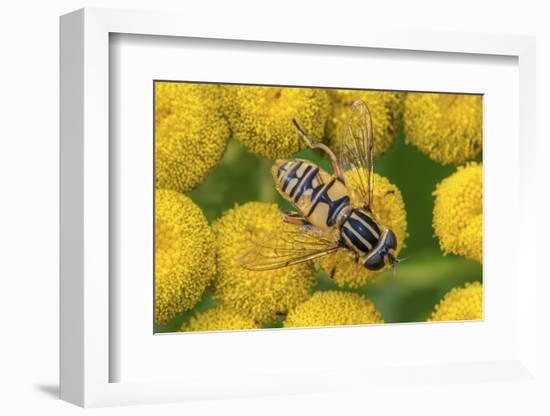 Female European hoverfly pollinating Tansy in flower-Philippe Clement-Framed Photographic Print