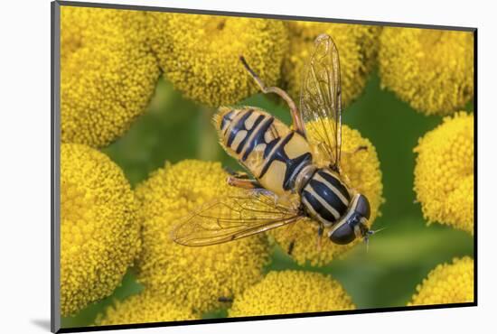 Female European hoverfly pollinating Tansy in flower-Philippe Clement-Mounted Photographic Print