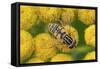 Female European hoverfly pollinating Tansy in flower-Philippe Clement-Framed Stretched Canvas