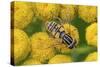 Female European hoverfly pollinating Tansy in flower-Philippe Clement-Stretched Canvas