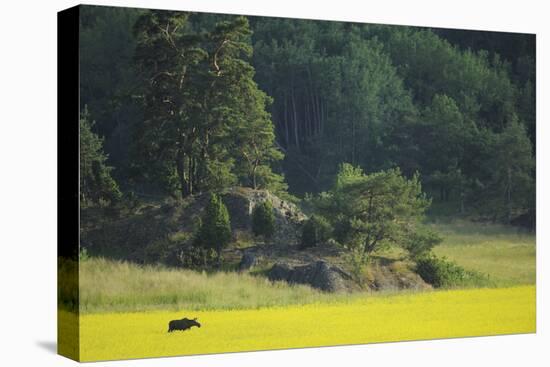 Female European Moose (Alces Alces) in Flowering Field, Elk, Morko, Sormland, Sweden, July 2009-Widstrand-Stretched Canvas