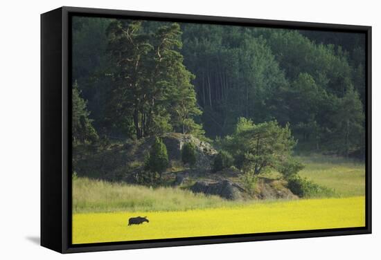 Female European Moose (Alces Alces) in Flowering Field, Elk, Morko, Sormland, Sweden, July 2009-Widstrand-Framed Stretched Canvas