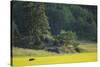 Female European Moose (Alces Alces) in Flowering Field, Elk, Morko, Sormland, Sweden, July 2009-Widstrand-Stretched Canvas