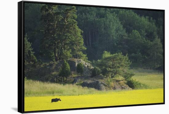 Female European Moose (Alces Alces) in Flowering Field, Elk, Morko, Sormland, Sweden, July 2009-Widstrand-Framed Stretched Canvas