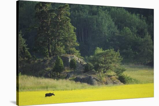 Female European Moose (Alces Alces) in Flowering Field, Elk, Morko, Sormland, Sweden, July 2009-Widstrand-Stretched Canvas