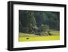 Female European Moose (Alces Alces) in Flowering Field, Elk, Morko, Sormland, Sweden, July 2009-Widstrand-Framed Premium Photographic Print