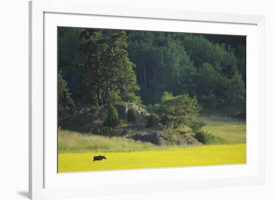 Female European Moose (Alces Alces) in Flowering Field, Elk, Morko, Sormland, Sweden, July 2009-Widstrand-Framed Photographic Print