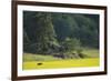 Female European Moose (Alces Alces) in Flowering Field, Elk, Morko, Sormland, Sweden, July 2009-Widstrand-Framed Photographic Print