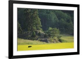 Female European Moose (Alces Alces) in Flowering Field, Elk, Morko, Sormland, Sweden, July 2009-Widstrand-Framed Photographic Print