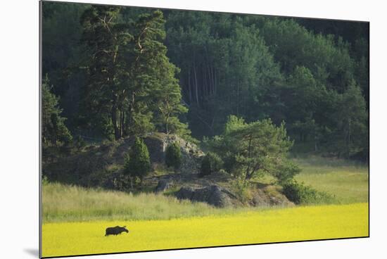 Female European Moose (Alces Alces) in Flowering Field, Elk, Morko, Sormland, Sweden, July 2009-Widstrand-Mounted Photographic Print