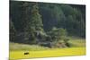 Female European Moose (Alces Alces) in Flowering Field, Elk, Morko, Sormland, Sweden, July 2009-Widstrand-Mounted Photographic Print