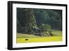 Female European Moose (Alces Alces) in Flowering Field, Elk, Morko, Sormland, Sweden, July 2009-Widstrand-Framed Photographic Print