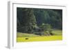 Female European Moose (Alces Alces) in Flowering Field, Elk, Morko, Sormland, Sweden, July 2009-Widstrand-Framed Photographic Print