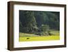 Female European Moose (Alces Alces) in Flowering Field, Elk, Morko, Sormland, Sweden, July 2009-Widstrand-Framed Photographic Print