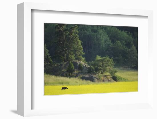 Female European Moose (Alces Alces) in Flowering Field, Elk, Morko, Sormland, Sweden, July 2009-Widstrand-Framed Photographic Print