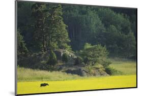 Female European Moose (Alces Alces) in Flowering Field, Elk, Morko, Sormland, Sweden, July 2009-Widstrand-Mounted Photographic Print