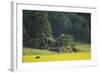 Female European Moose (Alces Alces) in Flowering Field, Elk, Morko, Sormland, Sweden, July 2009-Widstrand-Framed Photographic Print