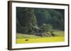 Female European Moose (Alces Alces) in Flowering Field, Elk, Morko, Sormland, Sweden, July 2009-Widstrand-Framed Photographic Print