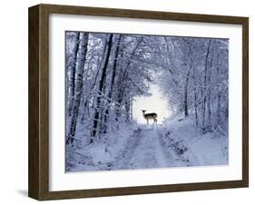 Female Fallow Deer in the Winter Coat on Snow-Covered Forest Way-Harald Lange-Framed Photographic Print