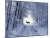 Female Fallow Deer in the Winter Coat on Snow-Covered Forest Way-Harald Lange-Mounted Photographic Print