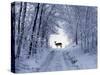 Female Fallow Deer in the Winter Coat on Snow-Covered Forest Way-Harald Lange-Stretched Canvas